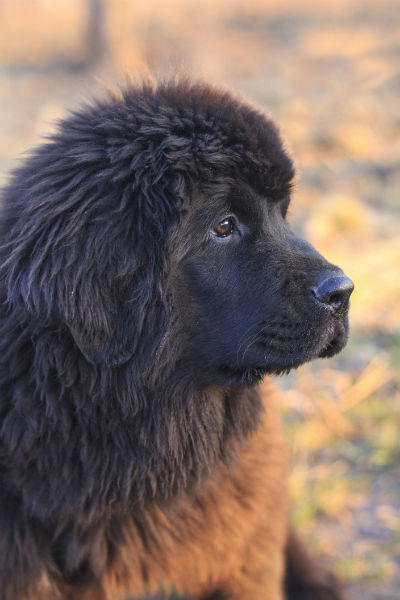 Black store newfoundland dog