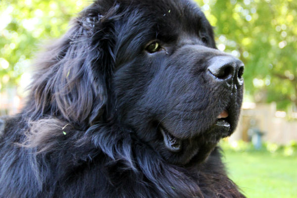 Purebred newfoundland hot sale