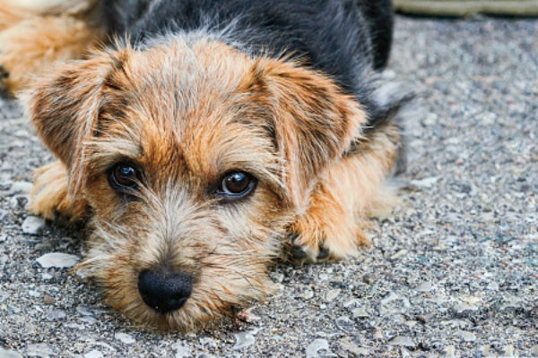 norfolk terrier