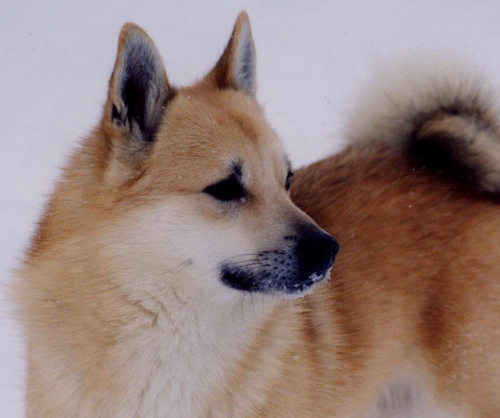 what does a norwegian buhund look like