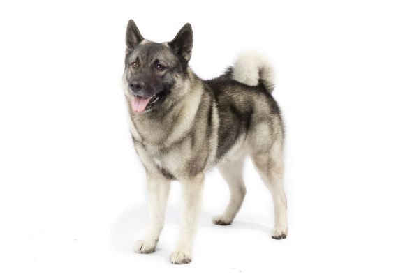 norwegian_elkhound