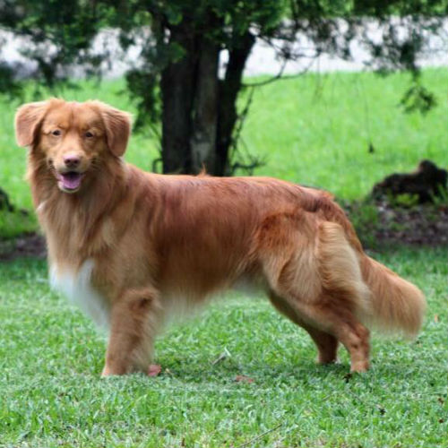 Dog breed with clearance red in name