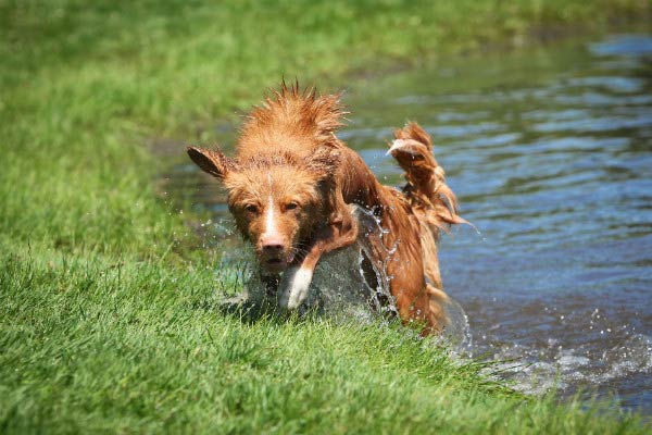 brittany spaniel duck hunting