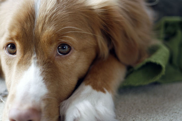 medium length dog hair