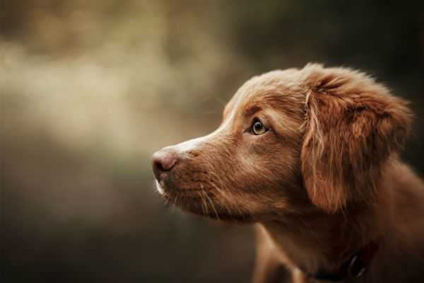 why do some dogs love water