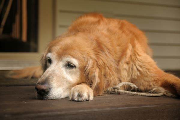 large breed senior dog