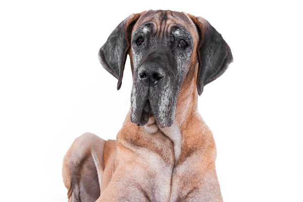 old great dane