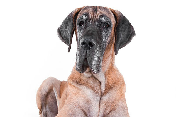 what is the longest living dog breed