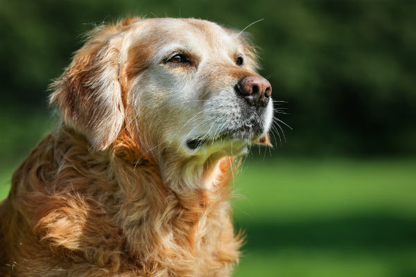 old golden retriever