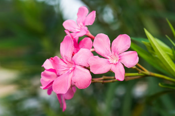 oleander