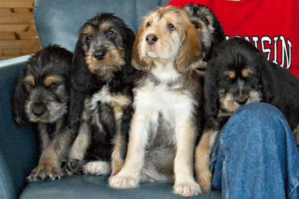 otterhound cross