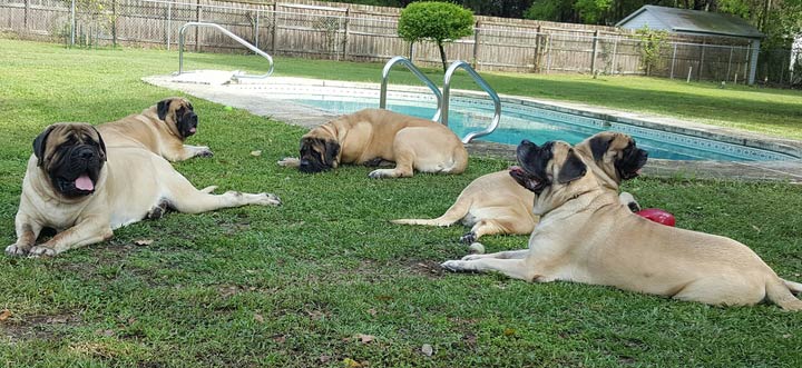 english mastiff and kids