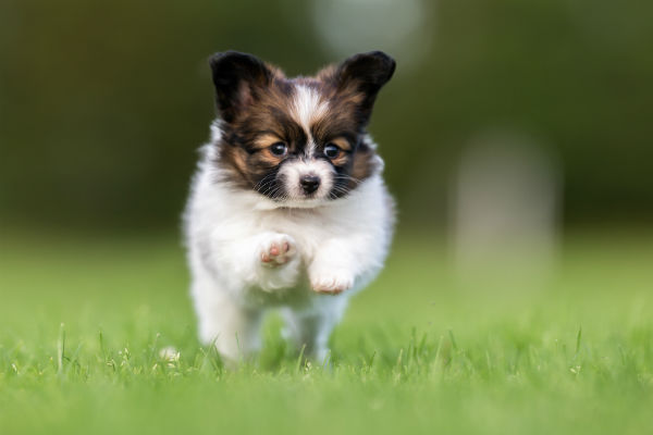 THE PAPILLON FULLY TRAINED SMALL DOG BREED 