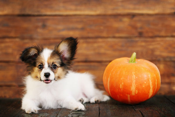 why give a dog pumpkin