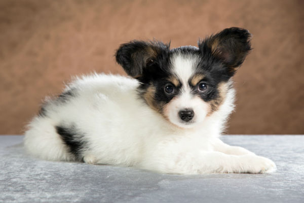 cute puppy breeds