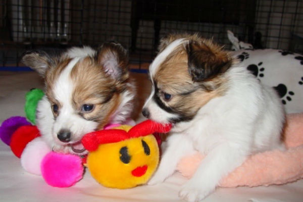 papillon puppies 1