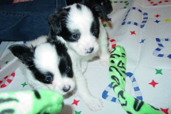 papillon puppies 2