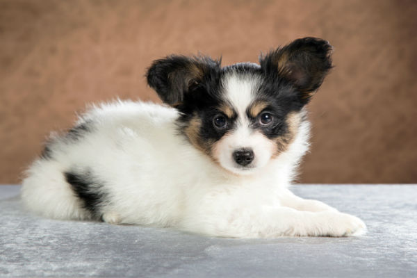 cute miniature dogs