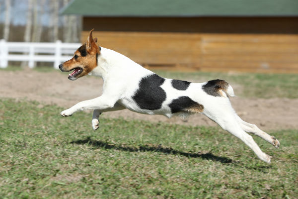 small athletic dogs