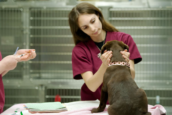 parvo vaccine