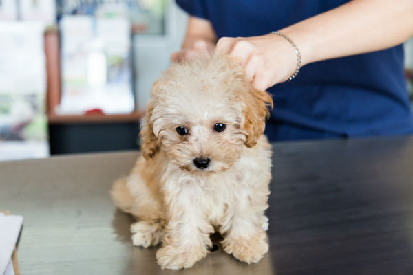 parvo puppy vet