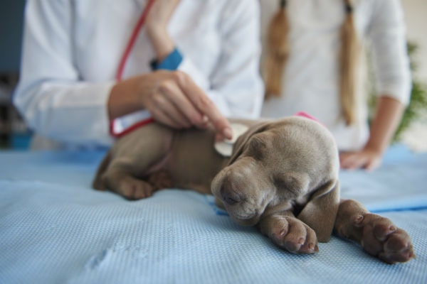 parvo puppy at vet 2