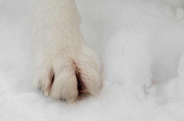 paw in snow