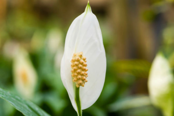 peace lily