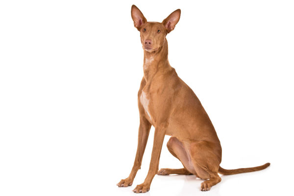 pharaoh dog