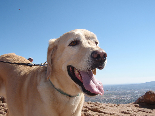 phoenix hiking with your dog