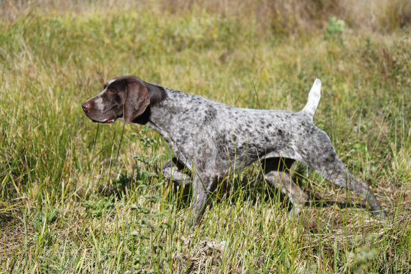 Miniature hot sale german pointer