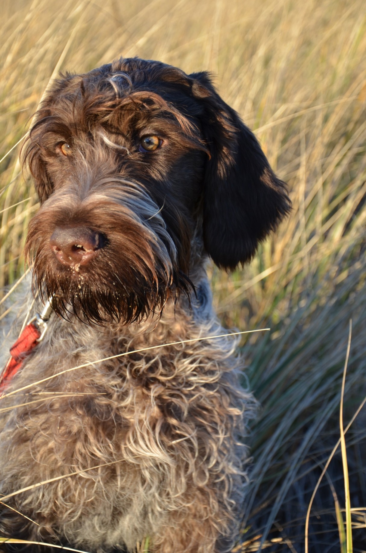 5 Things You Didn T Know About The Wirehaired Pointing Griffon American Kennel Club