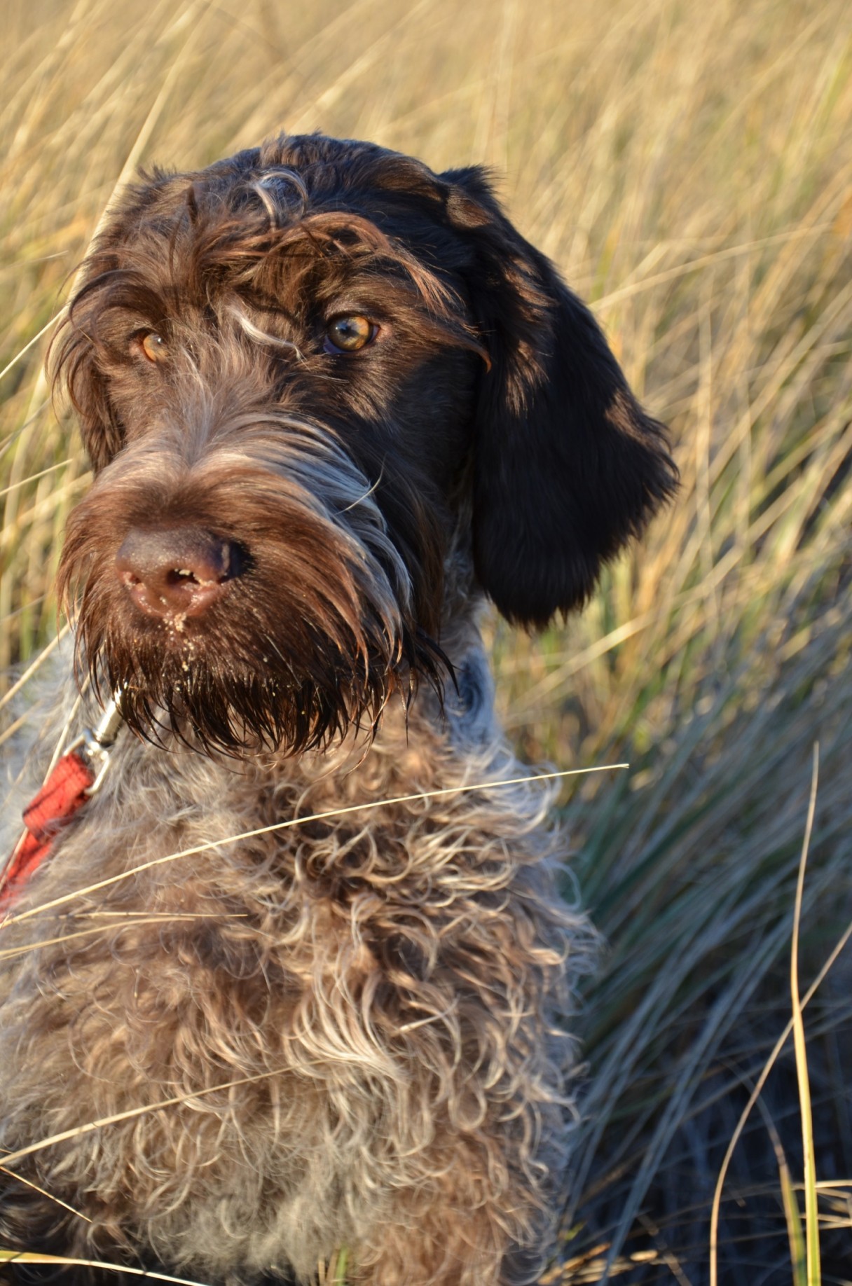 dog wirehaired pointing griffon