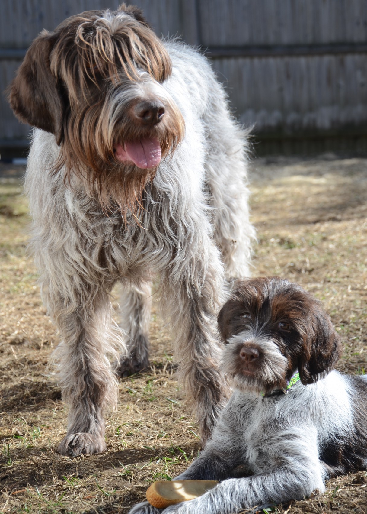 Wire haired hunting store dog