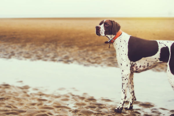 how old is too old to train a bird dog