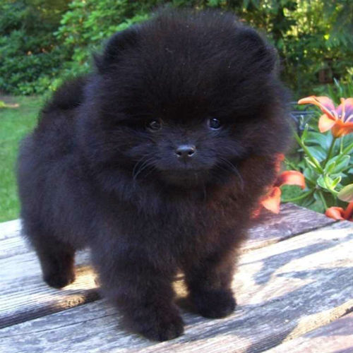 tiny fluffy dog