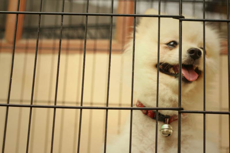 pomeranian in crate