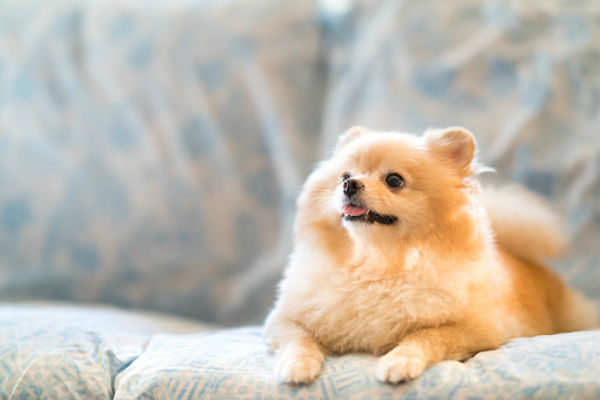 pomeranian on couch