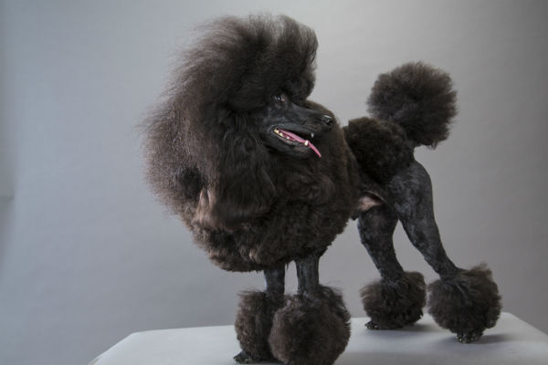 dogs that have real hair