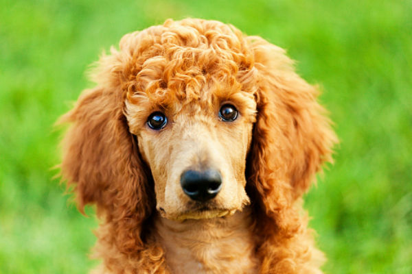 poodle cute puppies