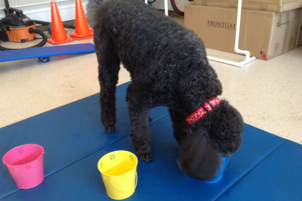 poodle eating blue bucket