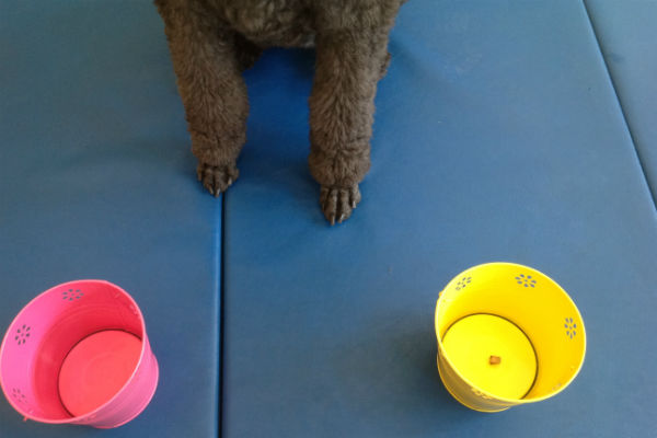 http://cdn.akc.org/content/article-body-image/poodle_feet_buckets.jpg