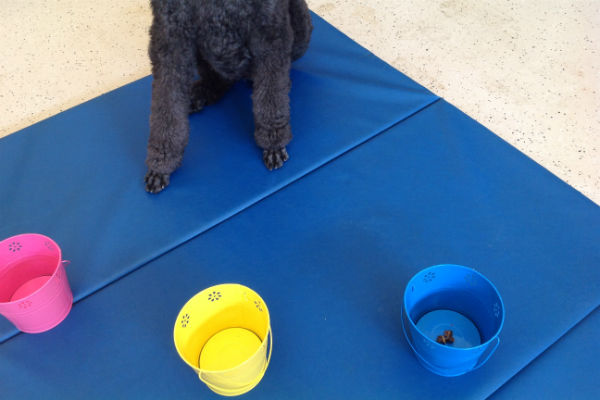 poodle feet three buckets