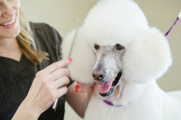 how often do you need to professionally groom a sarabi dog