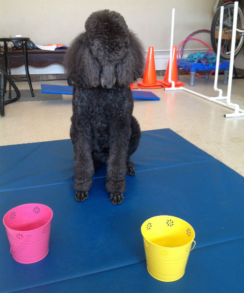 poodle looking at buckets