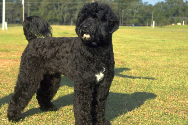 large water dog breeds