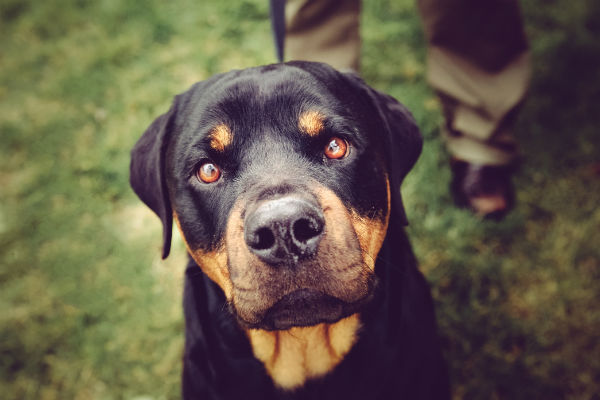 Akc rottweilers outlet for sale