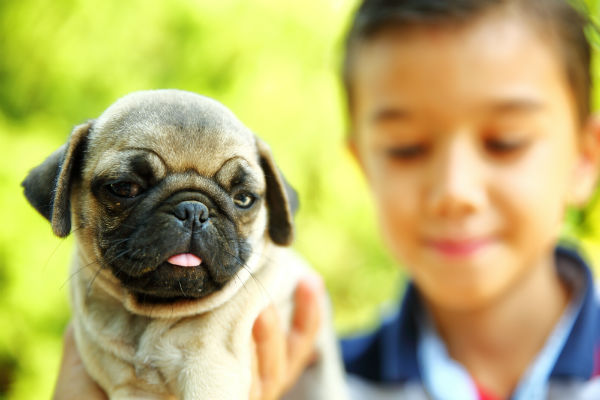 pug_best_friend