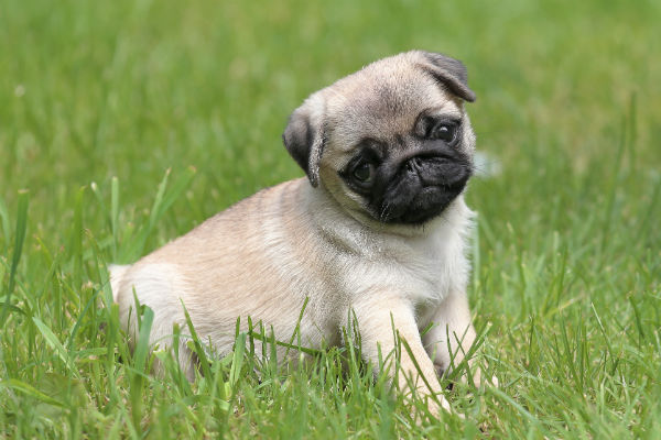 about pug dog breed