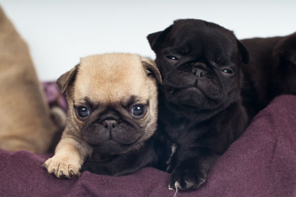 small pug teddy